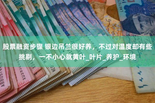 股票融资步骤 银边吊兰很好养，不过对温度却有些挑剔，一不小心就黄叶_叶片_养护_环境